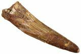 Fossil Spinosaurus Tooth - Real Dinosaur Tooth #268439-1